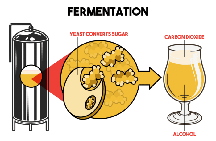 Fermentation brewery brewing sheep stages breweries fermenters fermenting nightlife maui into phases timeline honeymoon stationary lag divided happens recognized